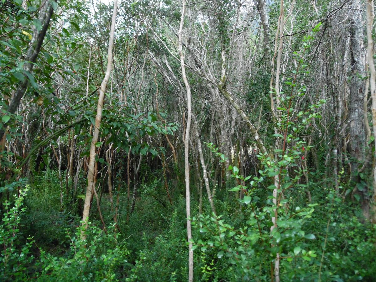 Cuyinco Domos Vila Rininahue Exterior foto